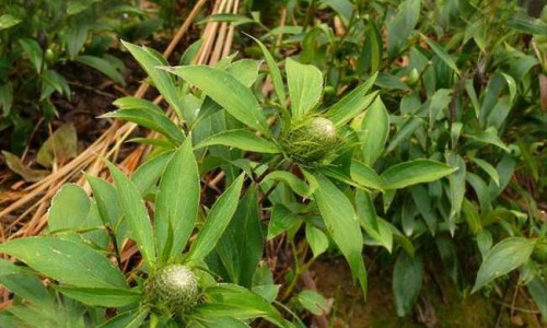 蚯蚓韭菜的功效与作用网 - 网站提供韭菜地蚯蚓煮水的功效小常识、韭菜地的蚯蚓和韭菜根能治什么
